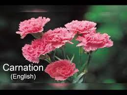 اسماء أشهر أنواع الزهور باللغات الثلاث العربية الانجلزية والفرنسية youtube