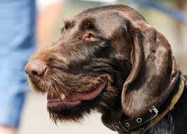 German shorthaired pointer litter of puppies for sale near california, fullerton, usa. German Wirehaired Pointer Information And Pictures Petguide