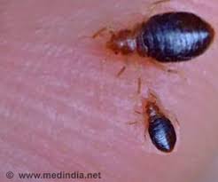 Are high in nutrition and are known to develop a stronger immune system. Bed Bugs Prefer Red And Black Color For Their Hiding Places