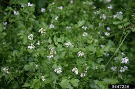 Image result for Nasturtium microphyllum