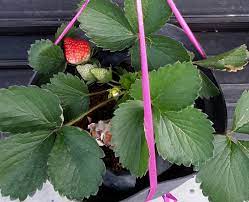 Karena banyaknya pertanyaan dari sobat tani yang masuk ke redaksi kami, salah satunya … Cara Merawat Strawberry Di Dataran Rendah Stroberi Tanaman Petani