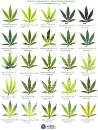 Marijuana Plant Nutrient Deficiency Excess Diagram