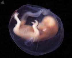 Resultado de imagen de imagenes de embriones png