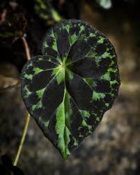 Image result for Begonia macrocarpa