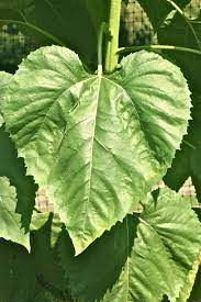 Leaf Of A Sunflower Sunflower Leaves Plant Leaves Leaves