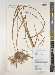 Image result for Cyperus distans