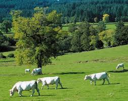 Charolais Cattle Grazing In The Burgundy Region France Www Concierge Com Cattle Travel Inspiration Burgundy France