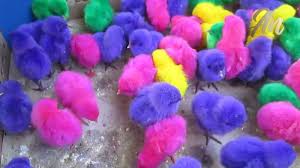Anak ayam multi warna 10 ribu tiga youtube. Waspada Anak Ayam Warna Warni Membahayakan Kesehatan Si Buah Hati Tribun Pontianak