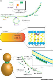 Here are some key terms to help you think, explore and search for similarities and significant differences that have become the characteristics of eukaryote (animal, plant) and prokaryotic (bacteria) cells. The Unsolved Problem Of How Cells Sense Micron Scale Curvature Sciencedirect