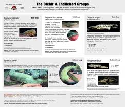 All Bichir Polypterus Species Updated