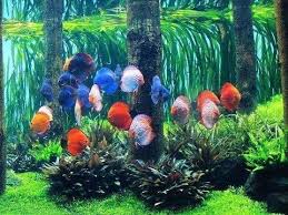 A Must Watch The Discus Megatank A New Video Of The Monster Tank Thanks Aquarium Architecture Y Aquarium Architecture Monster Tanks Tropical Fish Aquarium