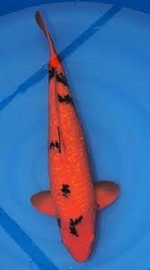 Gardens & koi è un gruppo specializzato nell'allevamento e vendita di carpe koi e nella progettazione e realizzazione di aree esterne, quali laghetti, giardini, pavimentazioni in pietra e rivestimenti per. 19 Aka Koi Red Ideas Koi Koi Carp Koi Fish