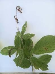 Image result for Harpachne schimperi