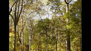 The best cold hardy banana plant is the musa basjoo as it can survive up to zone 6. Trees Are Vanishing In Tennessee Due To Widespread Thievery Charlotte Observer
