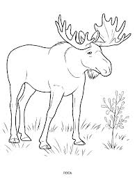 Here are some free printable elk coloring pages. Free Elk Coloring Pages Download And Print Elk Coloring Pages