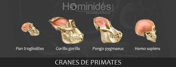 Découverte de traces inédites d'activité au fond de la plus grande grotte submergée du monde. Le Cerveau Humain Depuis Le Paleolithique Hominides