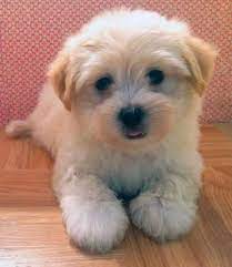 Thank you for visiting our home in the beautiful northwest state of oregon. Havatons Coton De Tulear Havanese Mix Hybrid Puppies For Sale In Gresham Oregon Classified Americanlisted Com