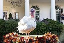 Turkey names is the perfect fall activity to have preschool and kindergarten students practicing spelling their name. National Thanksgiving Turkey Presentation Wikipedia