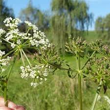 Image result for Berula erecta