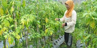 Maybe you would like to learn more about one of these? Tanaman Musim Hujan Yang Menguntungkan