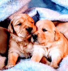 Home of superior health tested english cream golden retrievers. Golden Retriever Puppies For Sale Isanti Mn 182264