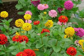 Browse flower names that start with letter a. Zinnias How To Plant Grow And Care For Zinnia Flowers The Old Farmer S Almanac