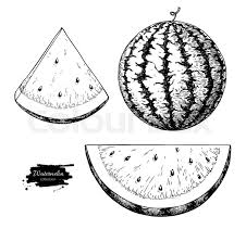 Begin by drawing a circle to outline the shape of the watermelon. Watermelon And Slice Vector Drawing Stock Vector Colourbox