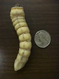 The palo verde beetle (also palo verde root borer) is one of the largest beetles in north america. Gibson Palo Verde Root Borers Just Come With The Season Home And Hearth Pinalcentral Com