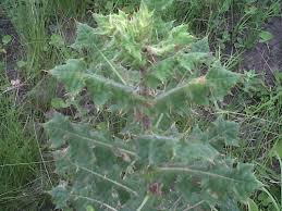 Image result for Sonchus wilmsii