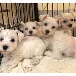 See more of all 4 pets ruidoso nm on facebook. All 4 Pets Ruidoso Nm