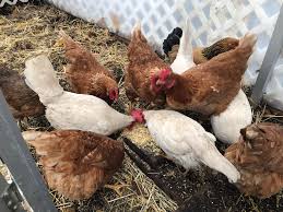 Which two easter eggs are the same? Raising Chickens In The Yard Yep Your Yard Pamela S Food Service Diary Silive Com