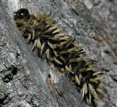 Black And Red Fuzzy Caterpillar Ontario Caterpillars The Cute The Quirky And The Almost Creepy Dusky S Wonders Weird Animals Caterpillar Cool Bugs