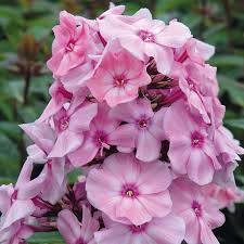 It has more than 80 compelete elementor demos that can simply import and edit on elementor. Phlox P Sw Summer Fragrance Duftende Pflanzen Stauden Qfb Gardening