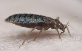 So find out how much pest control costs. North Augusta Sc Pest Control Exterminators In North Augusta Sc