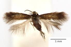 Image result for Stigmella tityrella