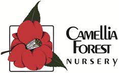 Camellia Japonica Fragrant Boutonniere Forest Nursery Camellia Camellia Plant