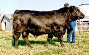 Google Profiles Bull Cow Animals