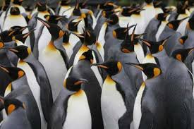 But the real question here is penguins have sharp beaks that feel more like clamps. Climate Change Threatens King Penguins Say Scientists