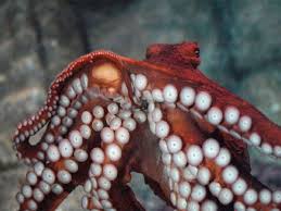 Giant Pacific octopus | Animals ...