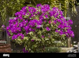 Image result for Nyctaginaceae