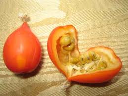 Image result for Kedrostis africana