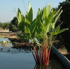 Image result for Thalia geniculata