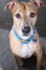 You showed me how to love selflessly and unconditionally. See you