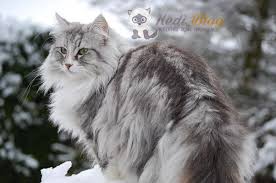 En Sevimli Kedi Turleri Ve Kedi Cinsleri En Tatli Kedi Turleri Ve Ozellikleri