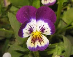 pansy violet flowers nature cultural and travel photography blog pansies violet flower flowers nature