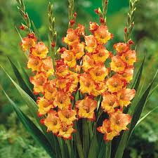 Image result for Gladiolus magnificus