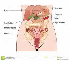 Physiology, structure, medical profession, morphology, healthy. Inside Female Human Body Koibana Info Anatomy Organs Human Anatomy Female Human Anatomy Picture
