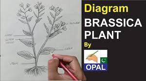 Some plants bear fruits and flowers whereas some plant does not bear flowers and fruits. Opal Diagram Brassica Plant Youtube