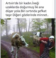 Iki Anne Duserler Yola Hayvan Hayvanlar Hayvan Bilimi