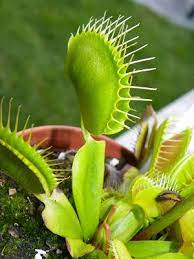 Plantas Carnivoras Dionaea Muscipula A Venus Papa Moscas Plantas Carnivoras Plantas Voce E Incrivel